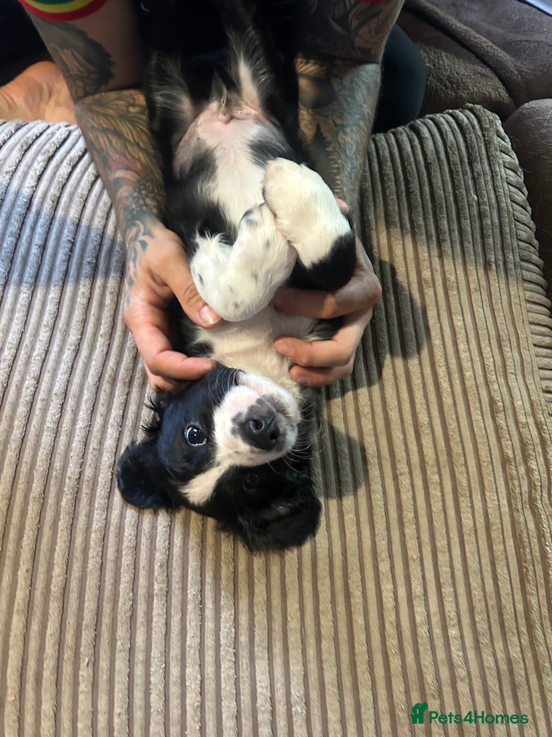 Mixed Breed dogs for sale: Borderliers  - Image 10
