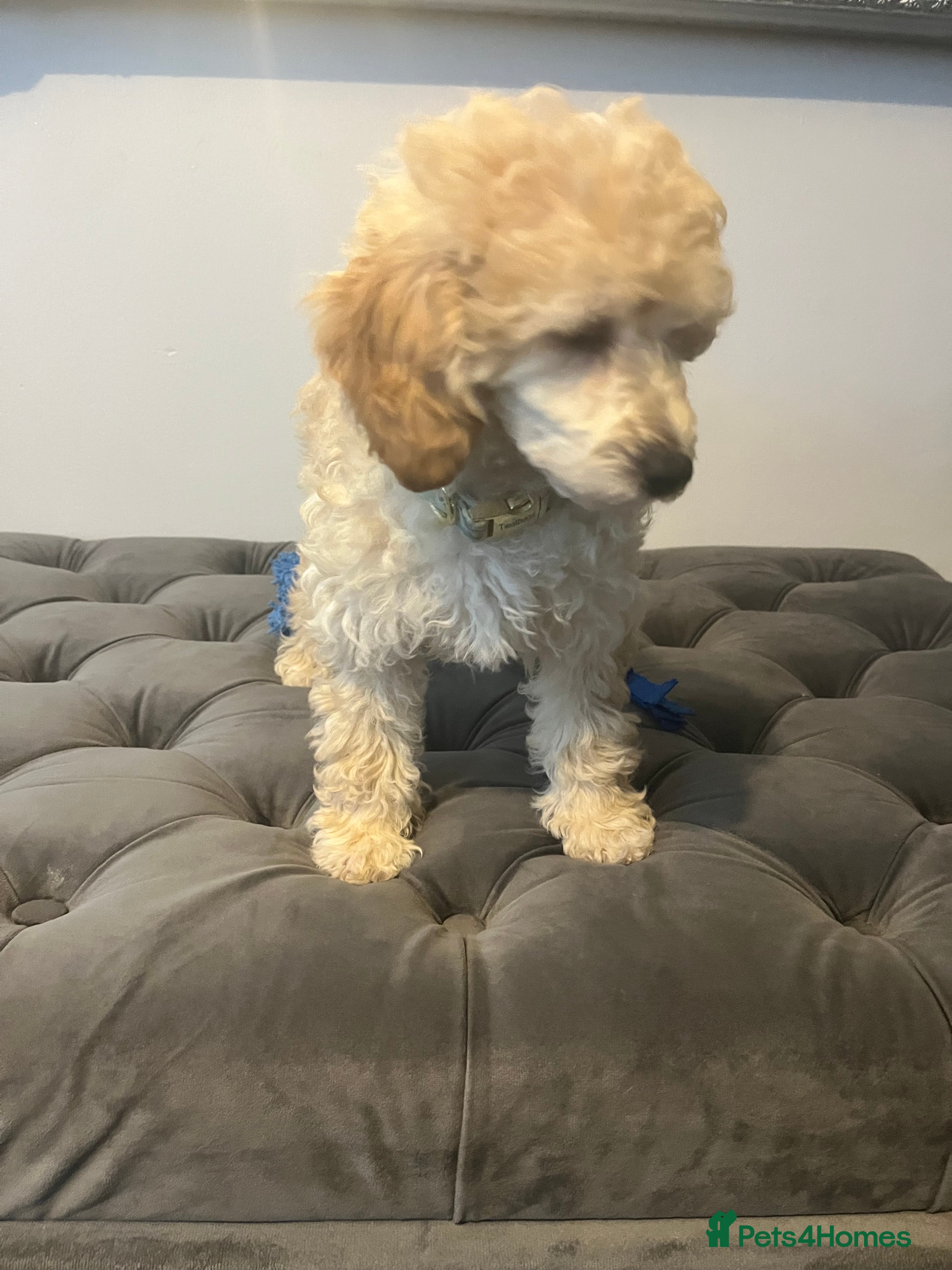 Toy Poodle dogs Adorable toy poodle girl puppy 12 weeks  - Advert 17