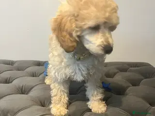 Toy Poodle dogs Adorable toy poodle girl puppy 12 weeks - Advert 17