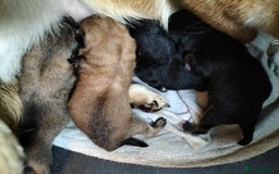 Japanese Shiba Inu dogs for sale: Well bred Japanese shiba inu puppies  - Image 10