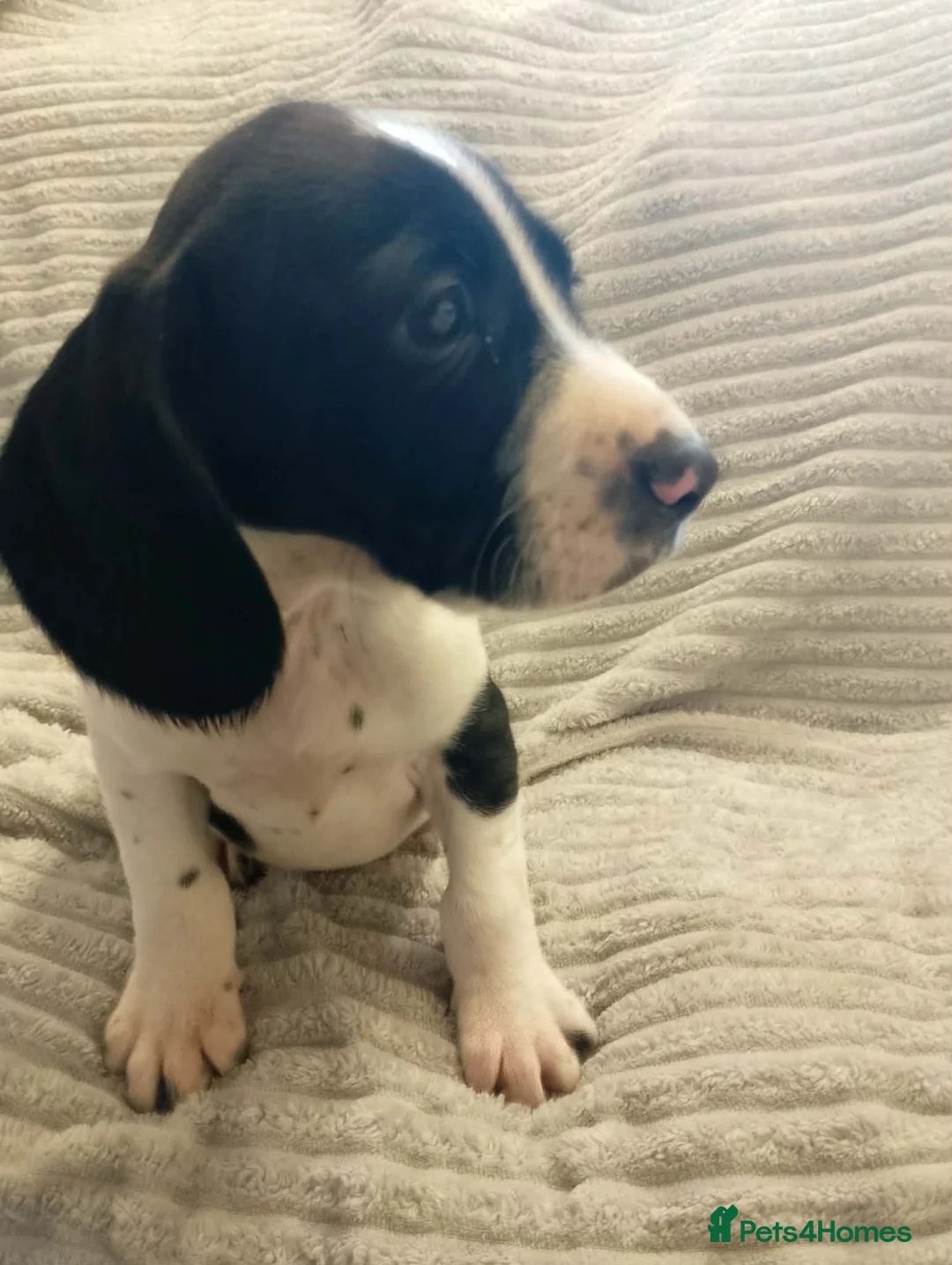 Cocker Spaniel dogs for sale: Adorable cocker spaniel cross babies  - Advert 2