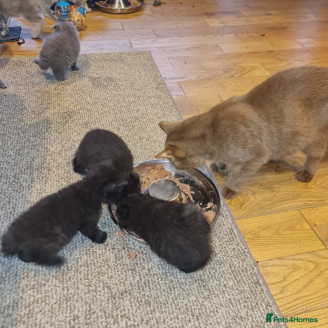 Scottish Fold cats for sale: Scottish Folds  4 Male 1 Female - Image 12