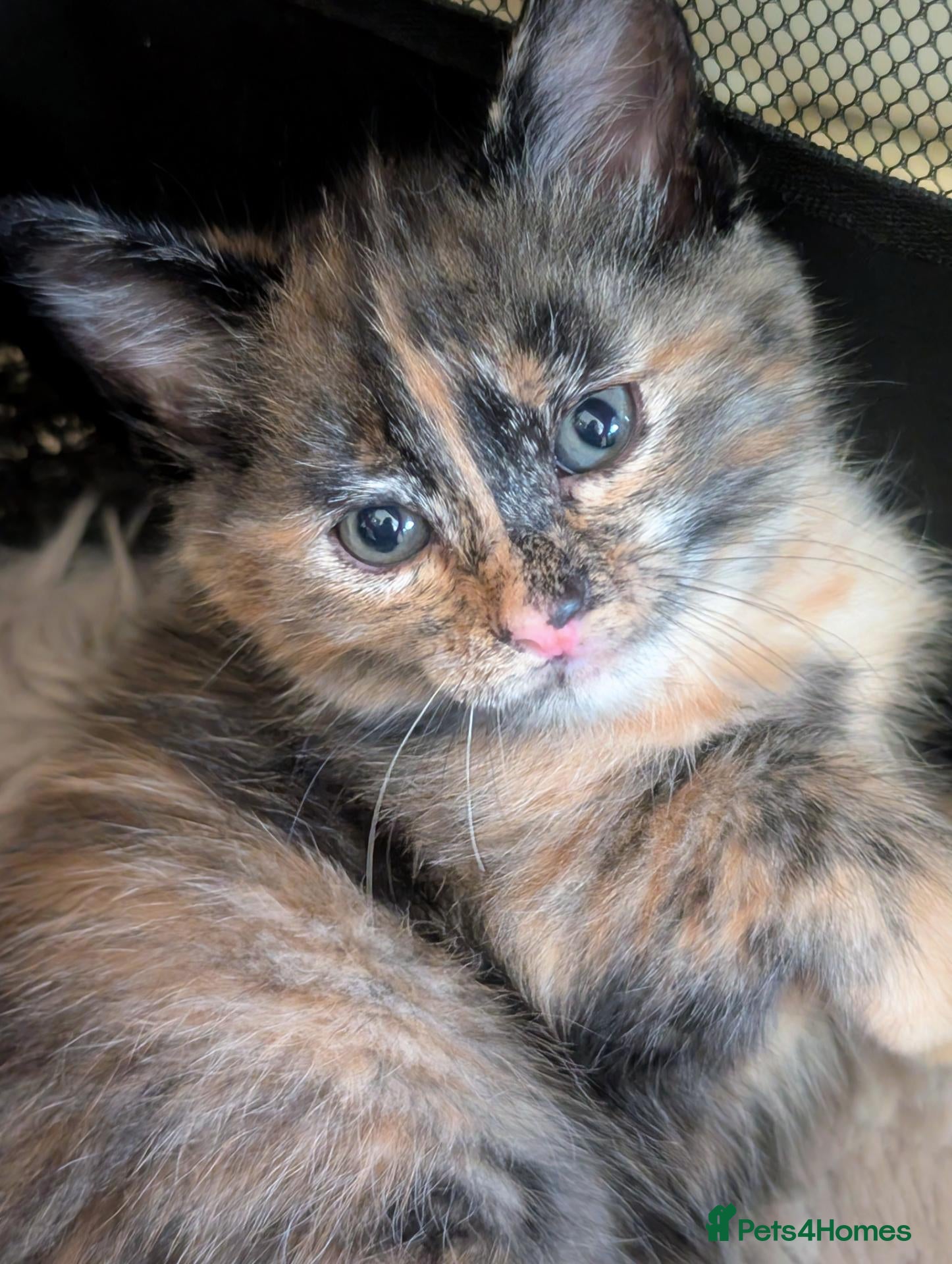 Mixed Breed cats 2 Beautiful Tortishell kittens - Advert 2
