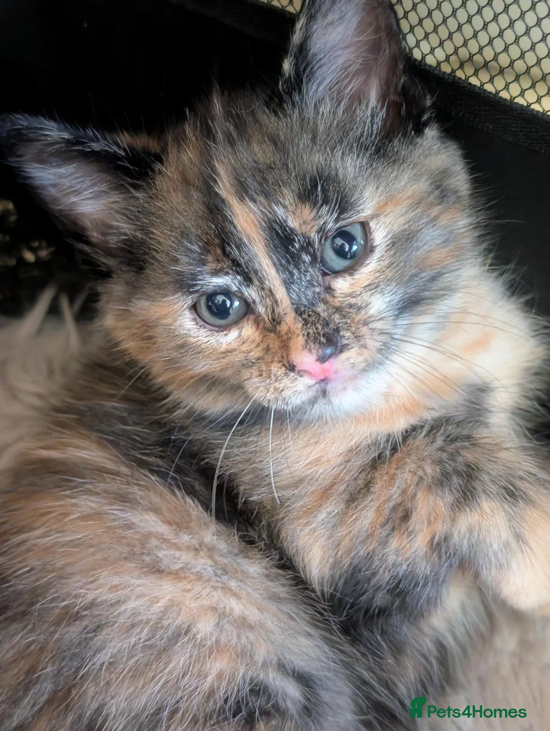 Mixed Breed cats for sale: 2 Beautiful Tortishell kittens in Perth - Advert 1