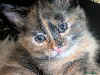 Mixed Breed cats 2 Beautiful Tortishell kittens - Advert 2