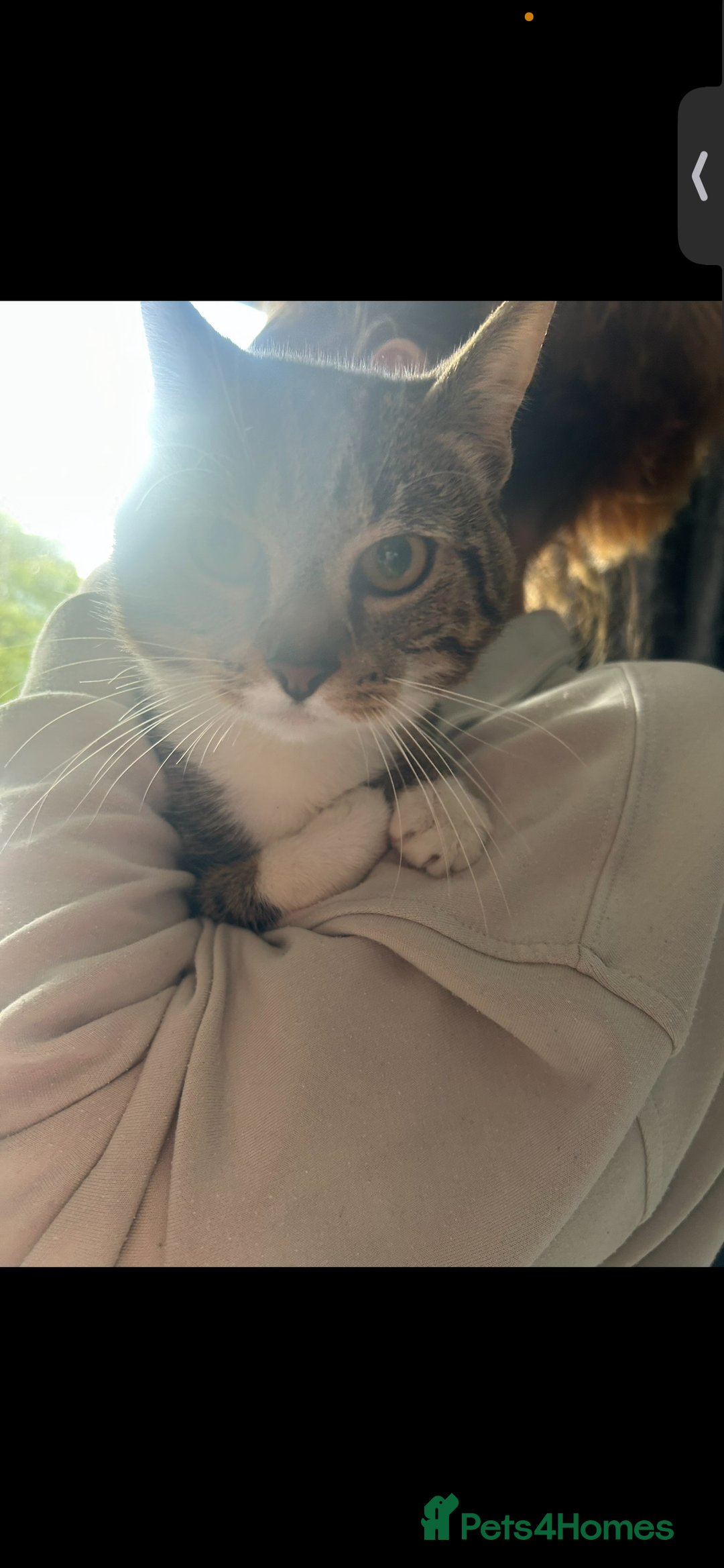 Mixed Breed cats for sale: milo  - Advert 3