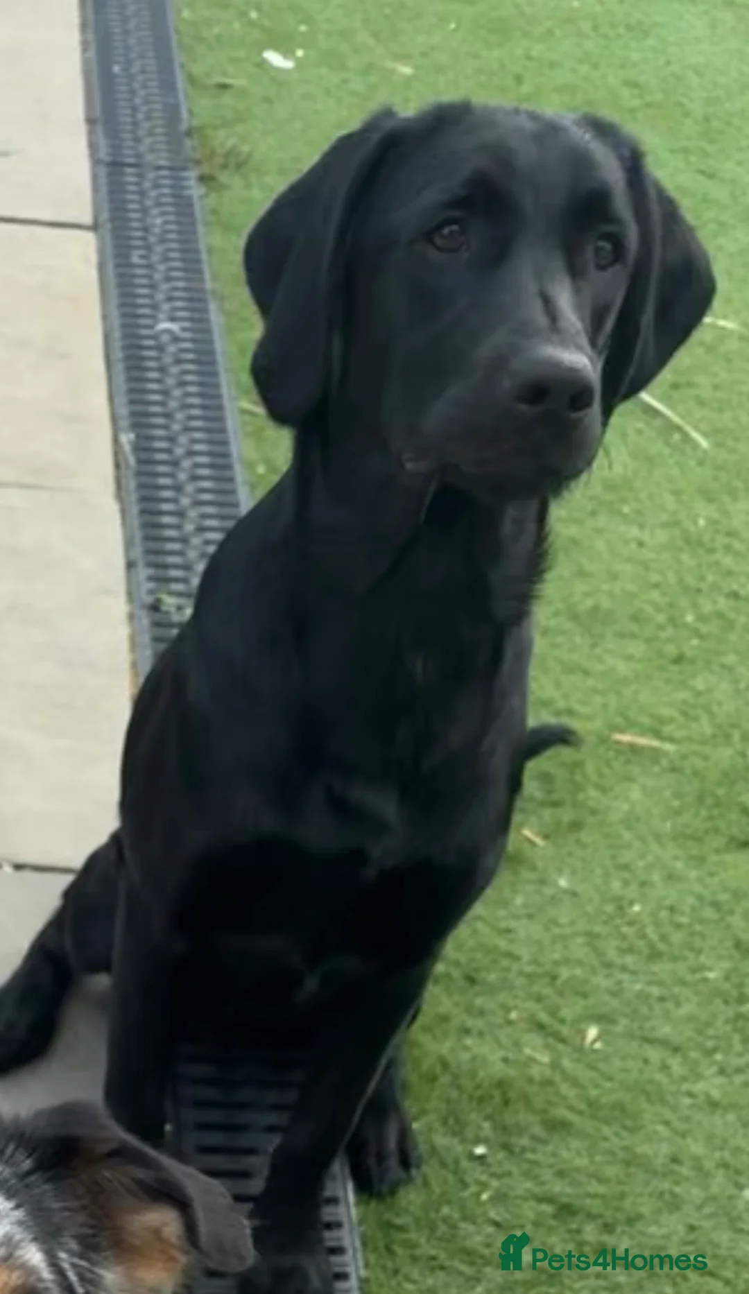 Labrador Retriever dogs for stud: Proven Labrador retriever for stud  - Advert 12