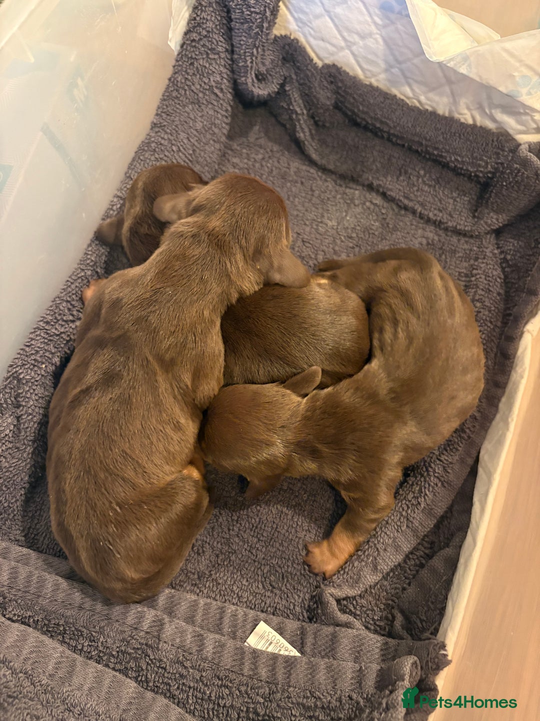Dachshund dogs for sale: Dachshunds for Sale - Advert 13