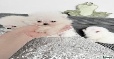 Pomeranian dogs - Advert 3