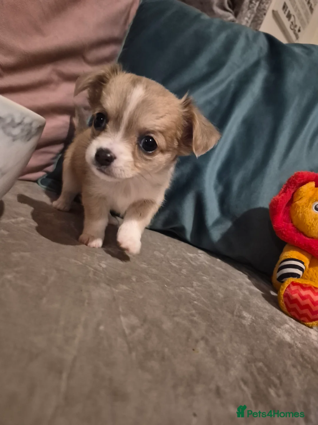 Chihuahua dogs for sale: Pure Chihuahua puppies  - Advert 12