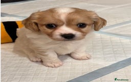 Cavachon dogs for sale: Cavachon f2 - Advert 8