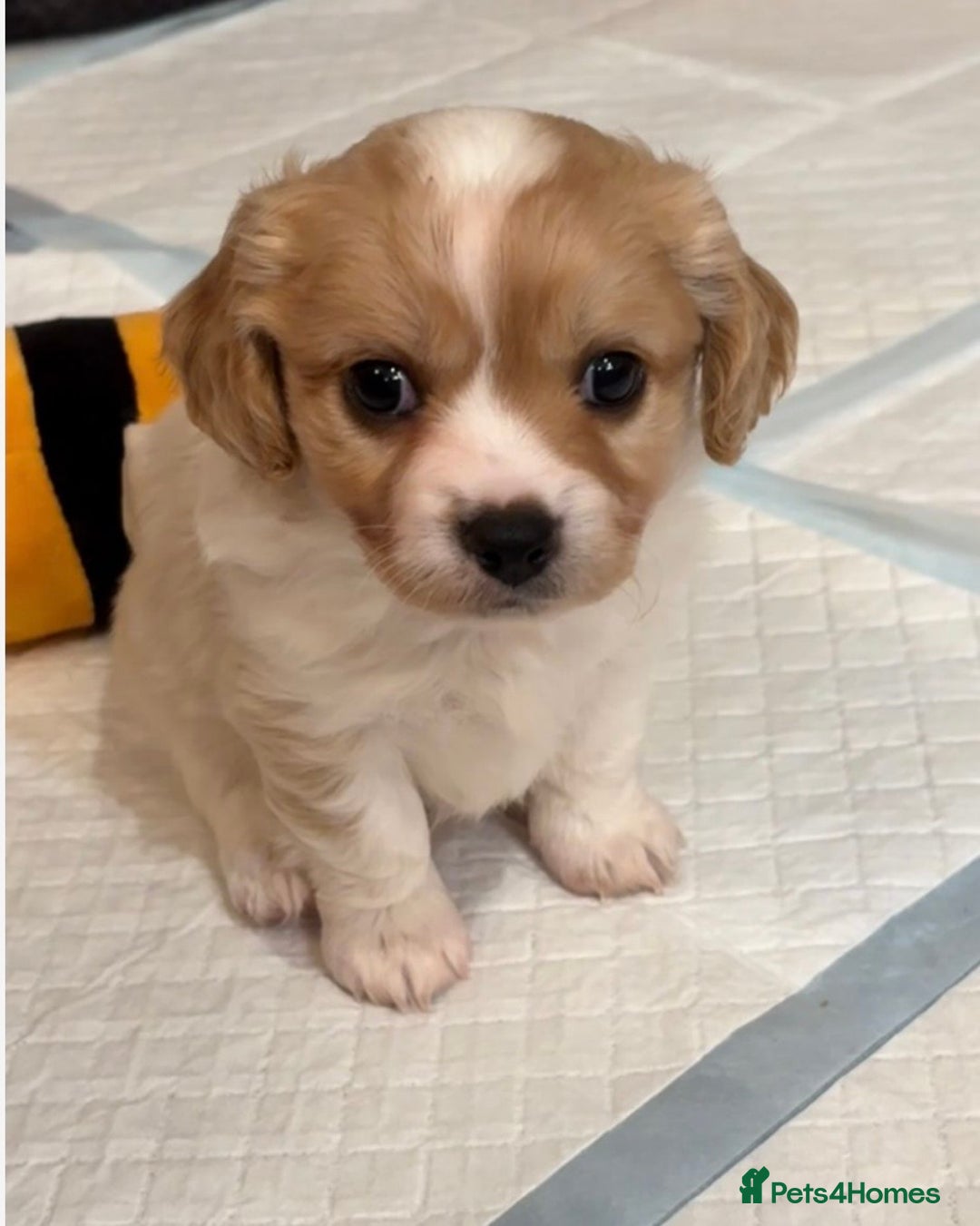Cavachon dogs for sale: Cavachon f2 - Advert 8