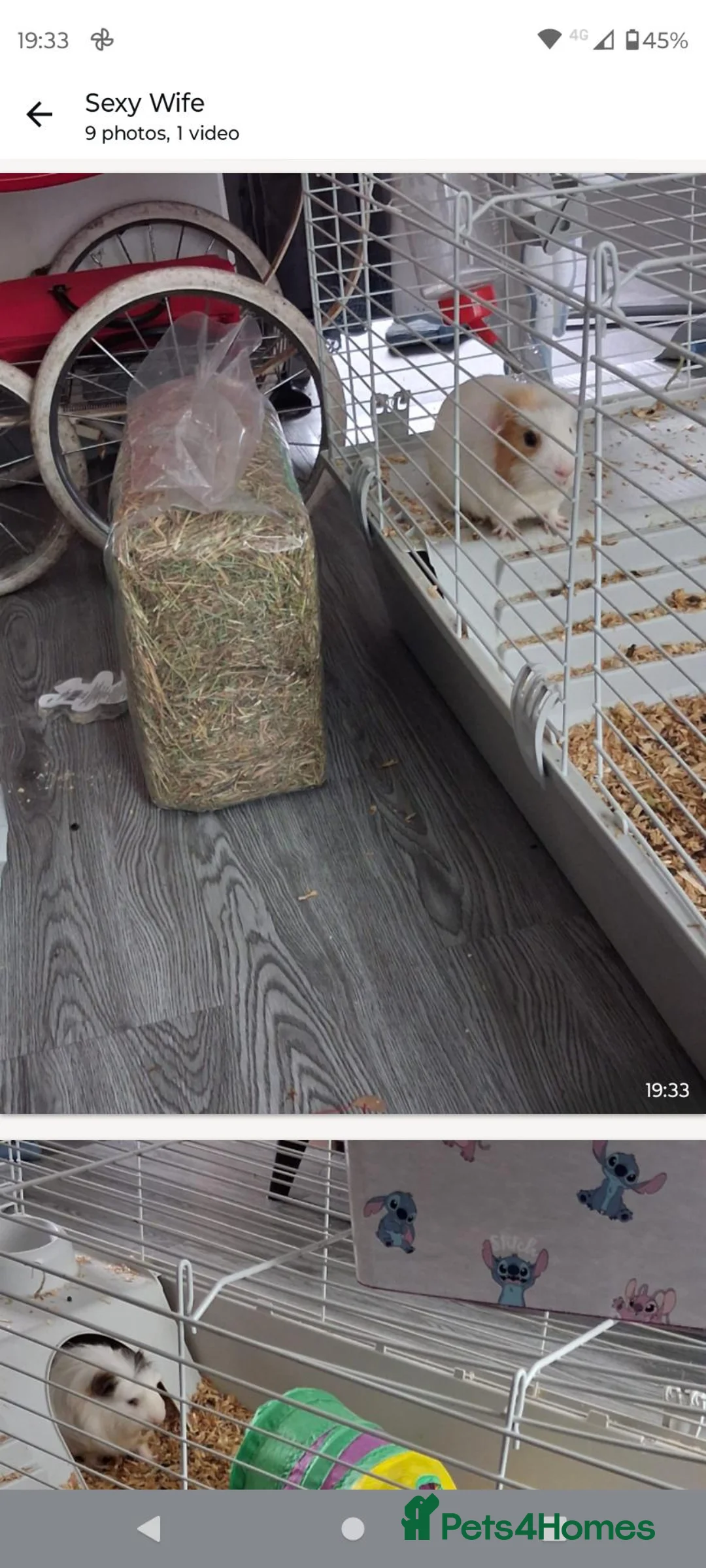 Mixed Breed livestock for sale: 2 male guinea pigs in Lancaster - Advert 9