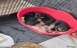 Rottweiler dogs for sale: Rottweiler puppies - Image 3