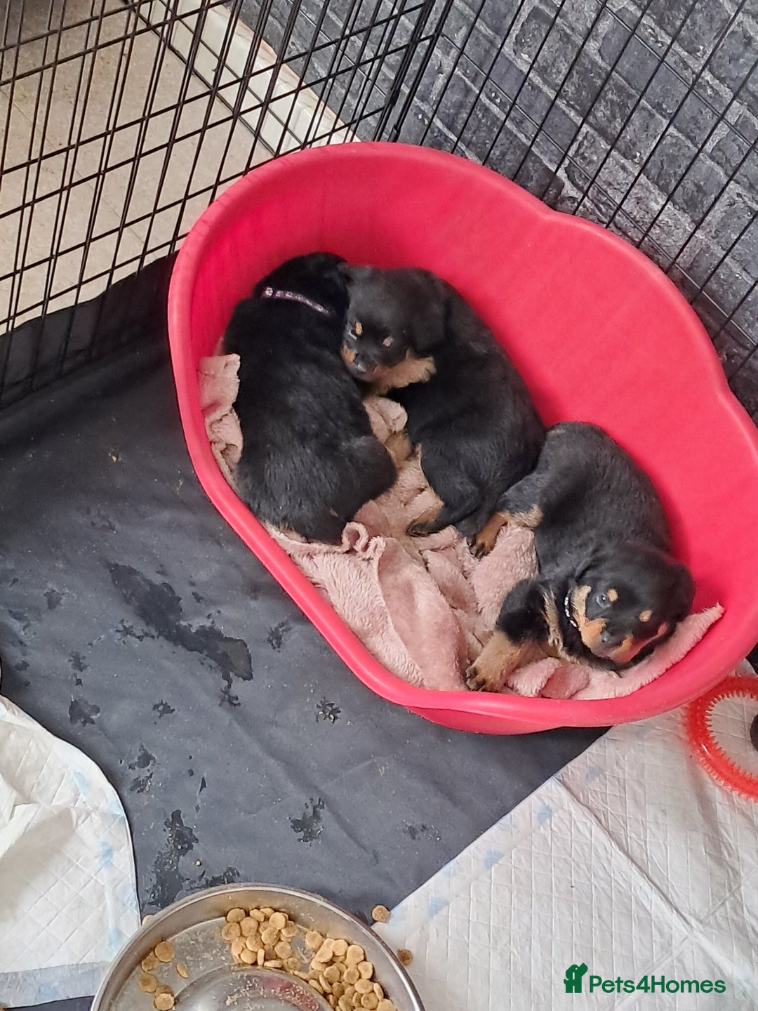 Rottweiler dogs for sale: Rottweiler puppies - Image 3