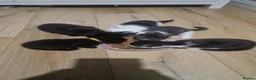 Mixed Breed cats for sale: LAST KITTEN LEFT!! READY NOW  - Advert 10