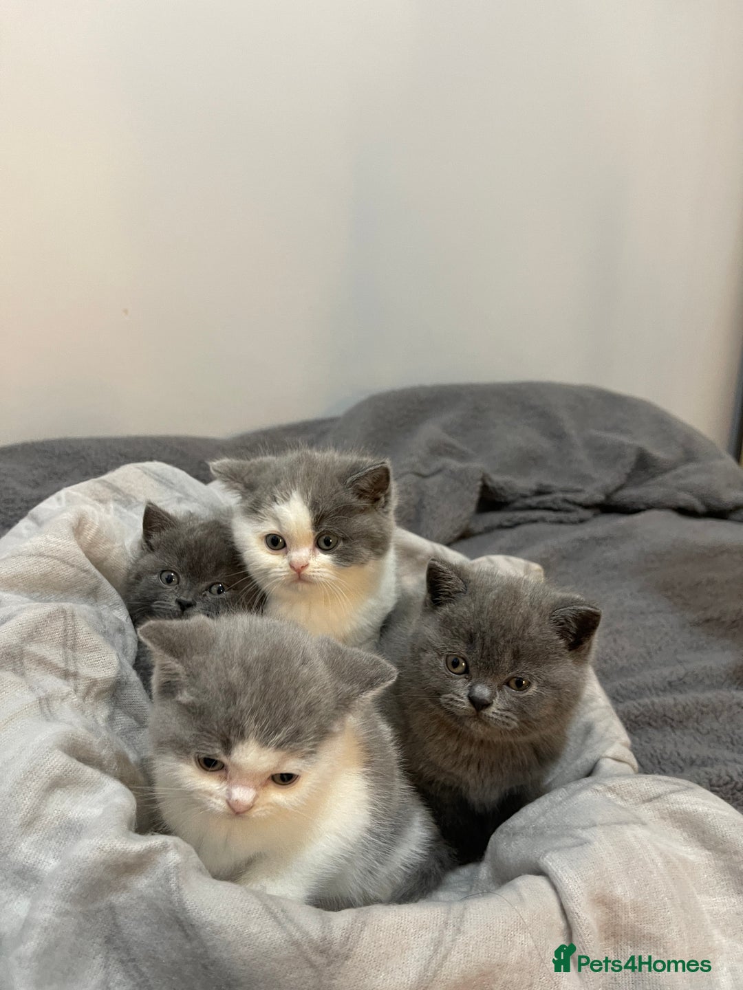 British Shorthair cats for sale: Beautiful British shorthair kittens 🐈  - Advert 7
