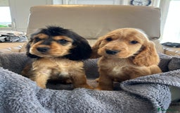 Cocker Spaniel dogs for sale: Reduced last 2 ‼️ £950 Kc reg show cocker puppies  - Image 15