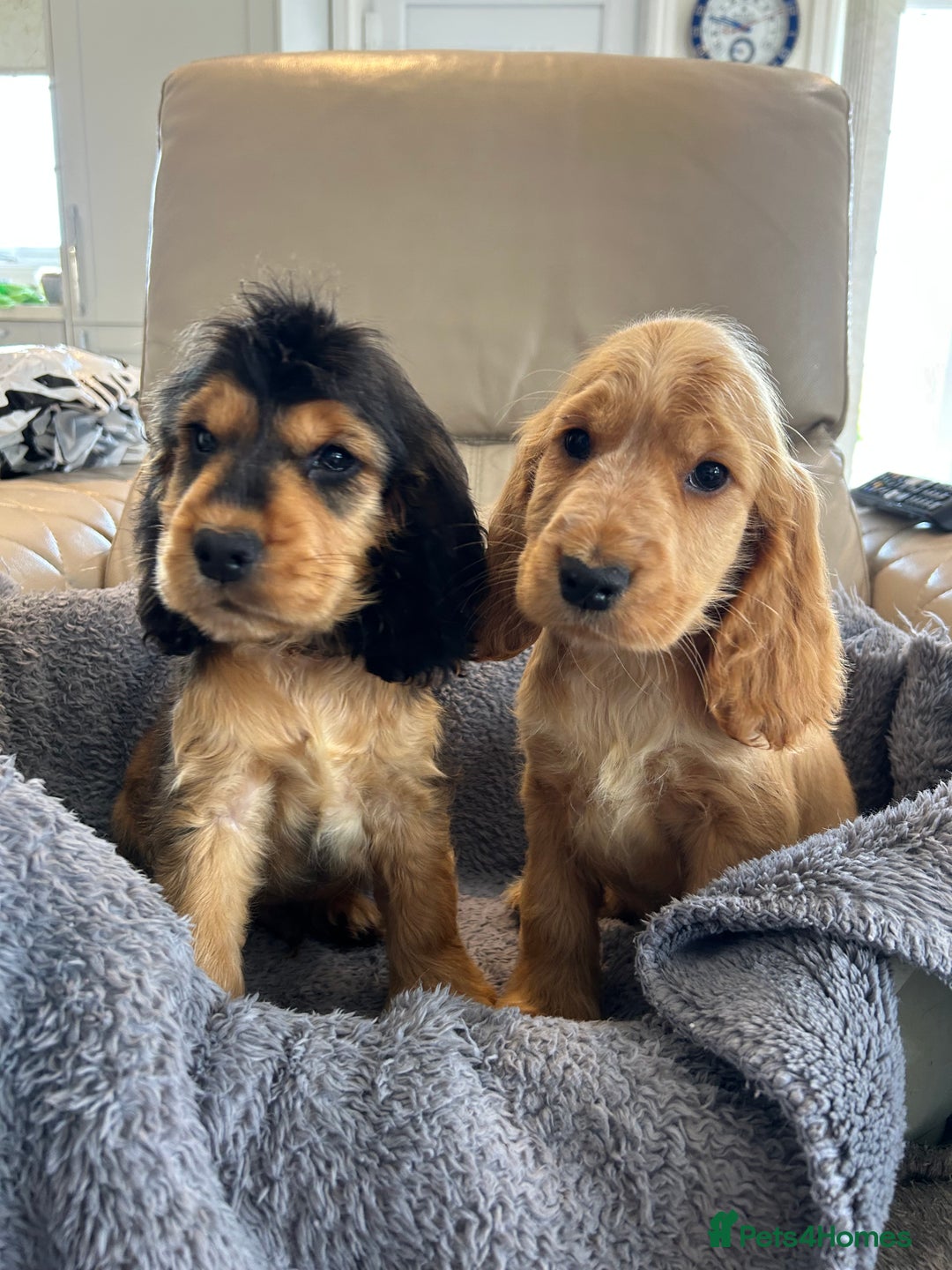 Cocker Spaniel dogs for sale: Reduced last 2 ‼️ £950 Kc reg show cocker puppies  - Image 15