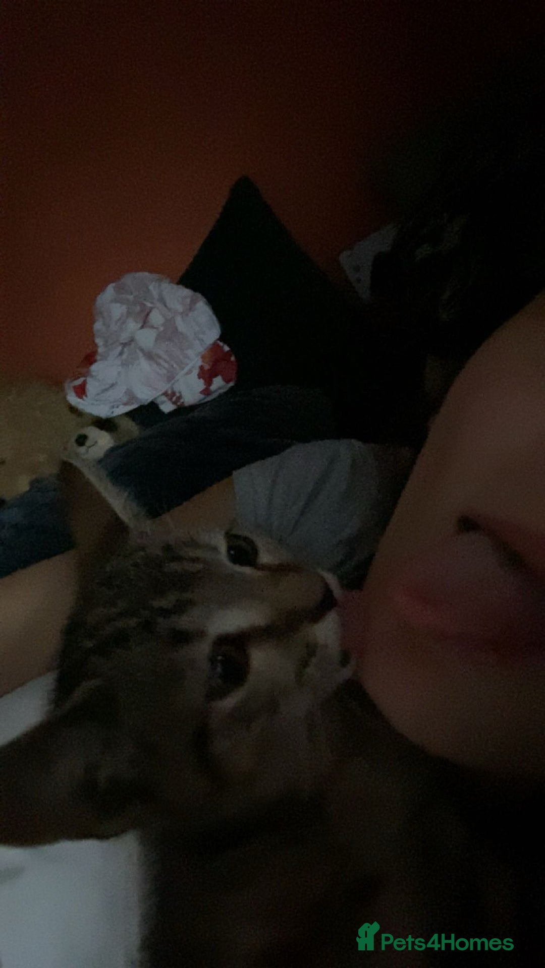 Bengal cats for sale: Beautiful baby bengal girl  - Advert 21