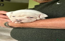 Mixed Breed dogs for sale: Cute Olde English Bulldog & Pug/Frenchie 4 sale - Image 23