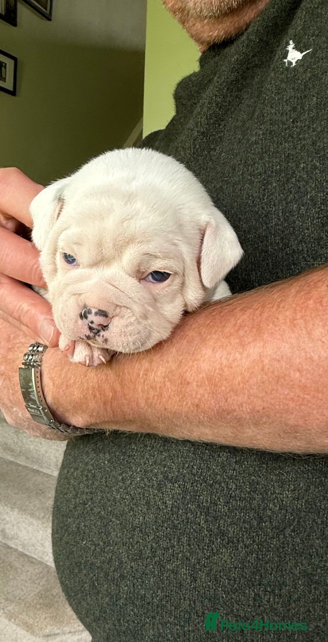 Mixed Breed dogs for sale: Cute Olde English Bulldog & Pug/Frenchie 4 sale - Image 23