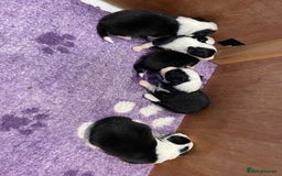 Border Collie dogs for sale: Lovely black and white Border Collie puppies.  - Image 2