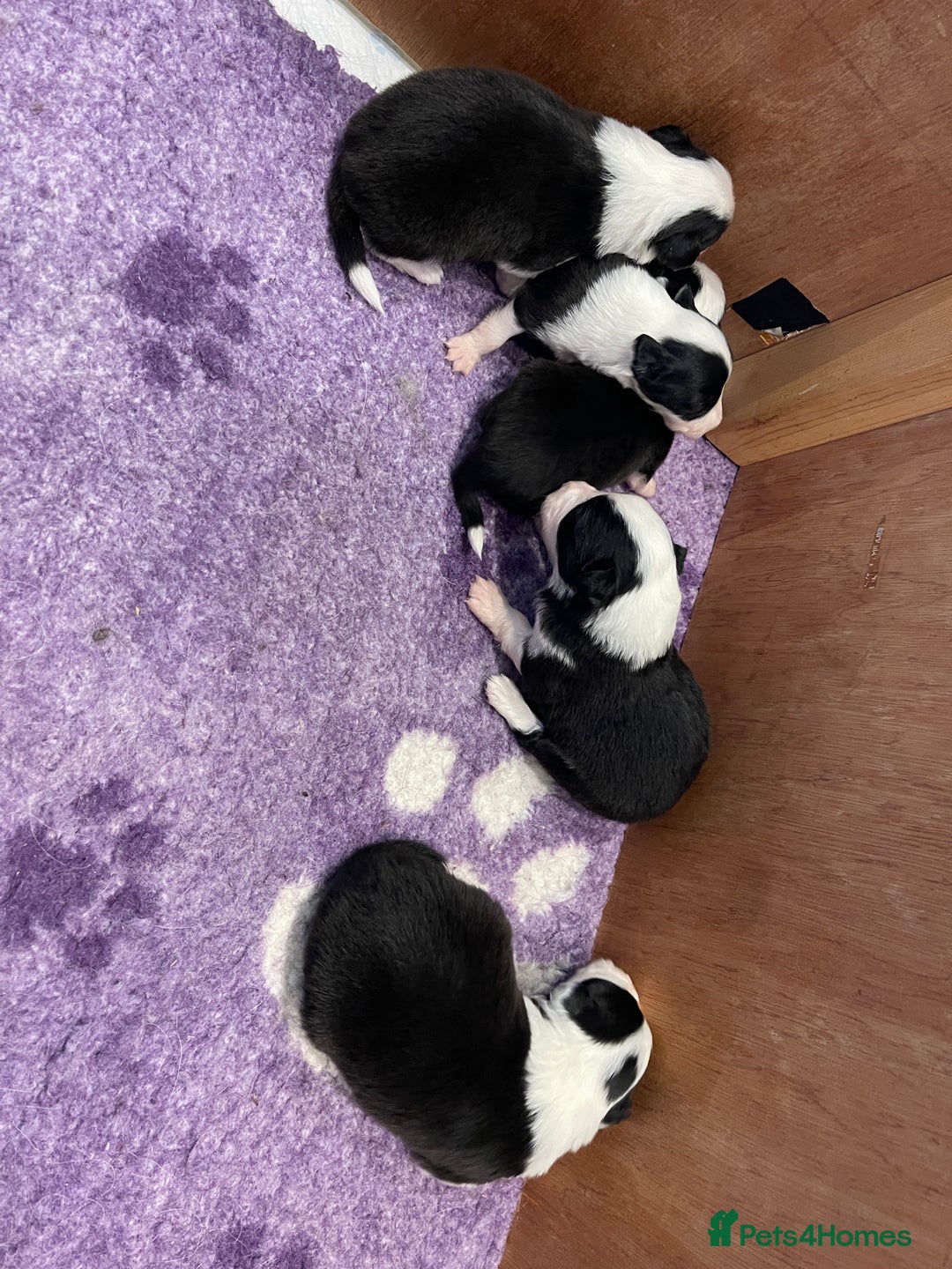 Border Collie dogs for sale: Lovely black and white Border Collie puppies.  - Image 2