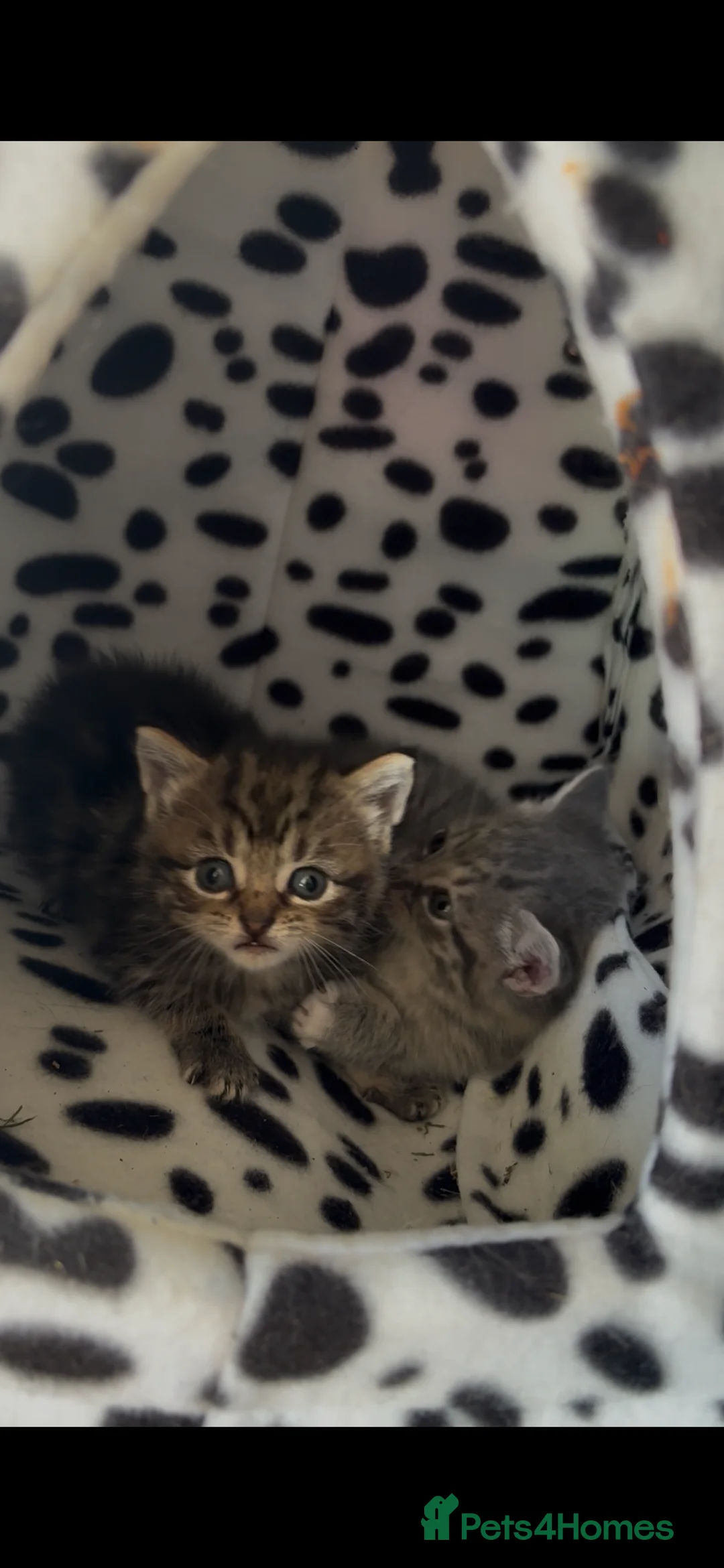 Mixed Breed cats for sale: 1 left!!! Siberian x domestic kittens 🐈‍⬛  - Advert 2