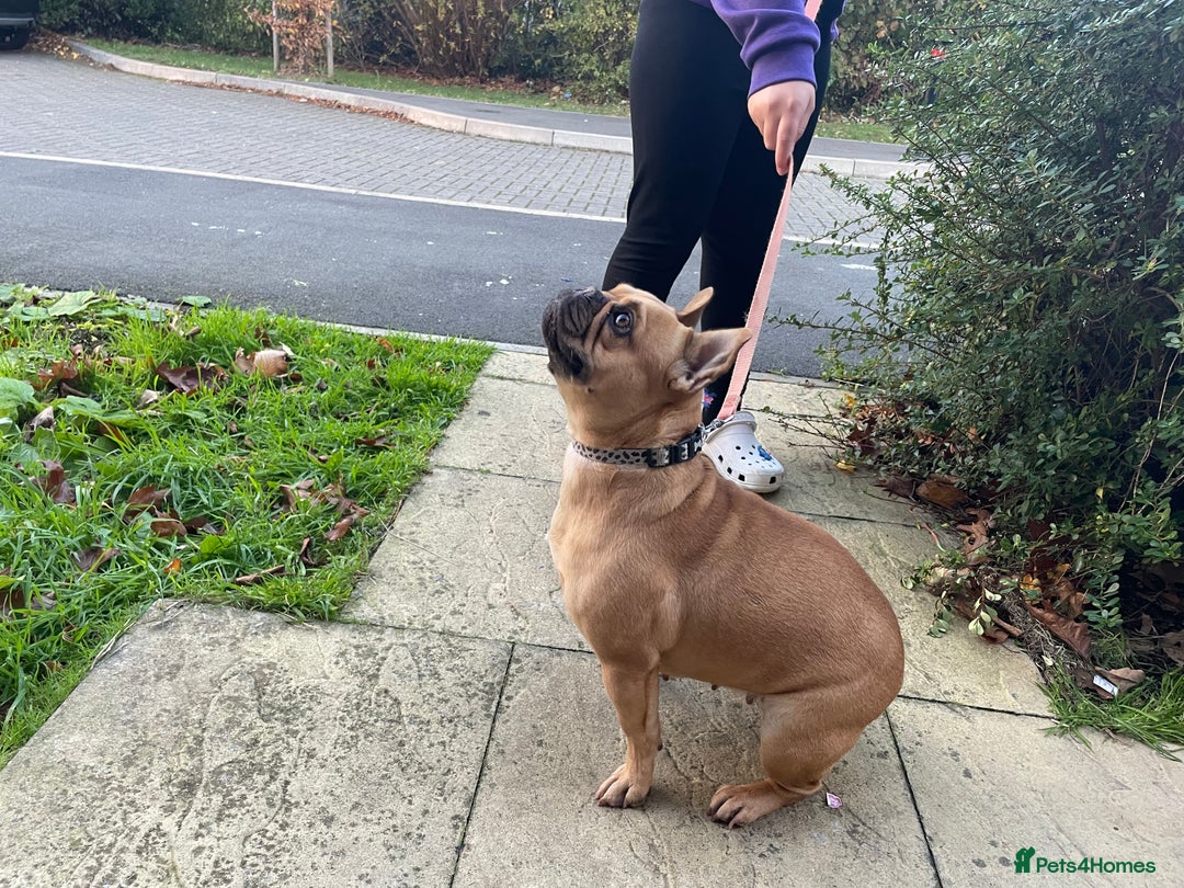 French Bulldog dogs for sale: Winston 4 Doris 3  - Image 3