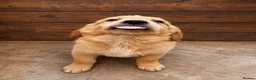 Golden Retriever dogs for sale: KC Registered Golden Retrievers  in Taunton - Advert 10