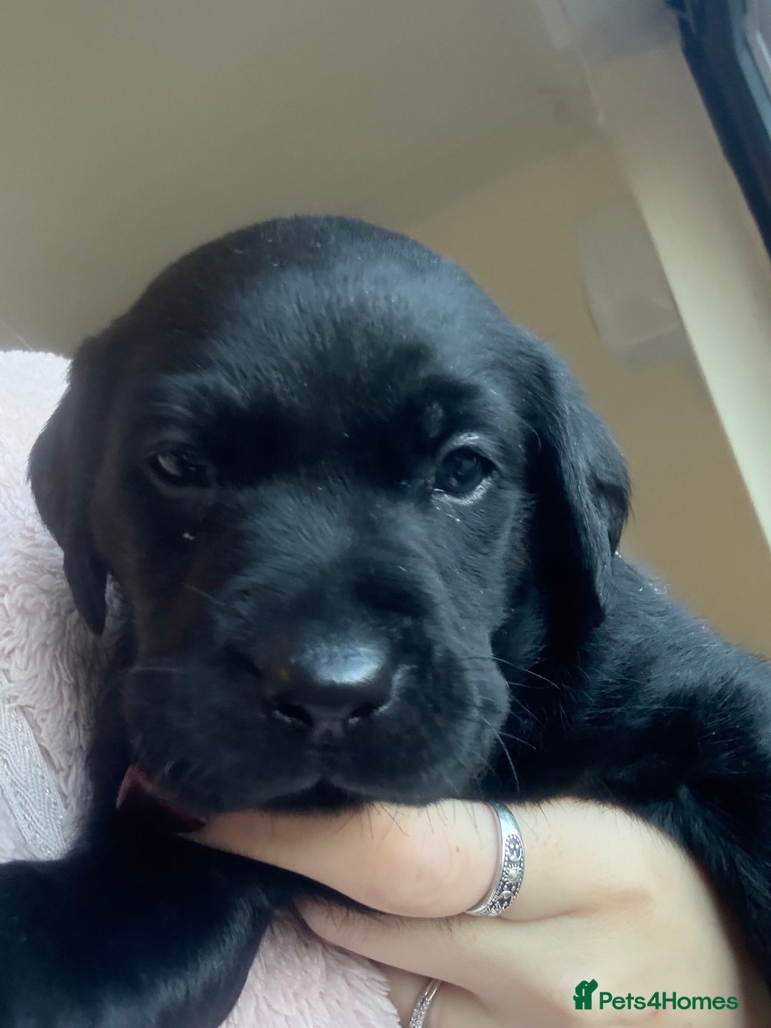 Labrador Retriever dogs for sale: Labrador puppies.  - Advert 23