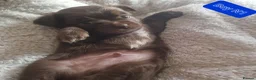 Chihuahua dogs for sale: Beautiful puppies for sale in Diss - Advert 18