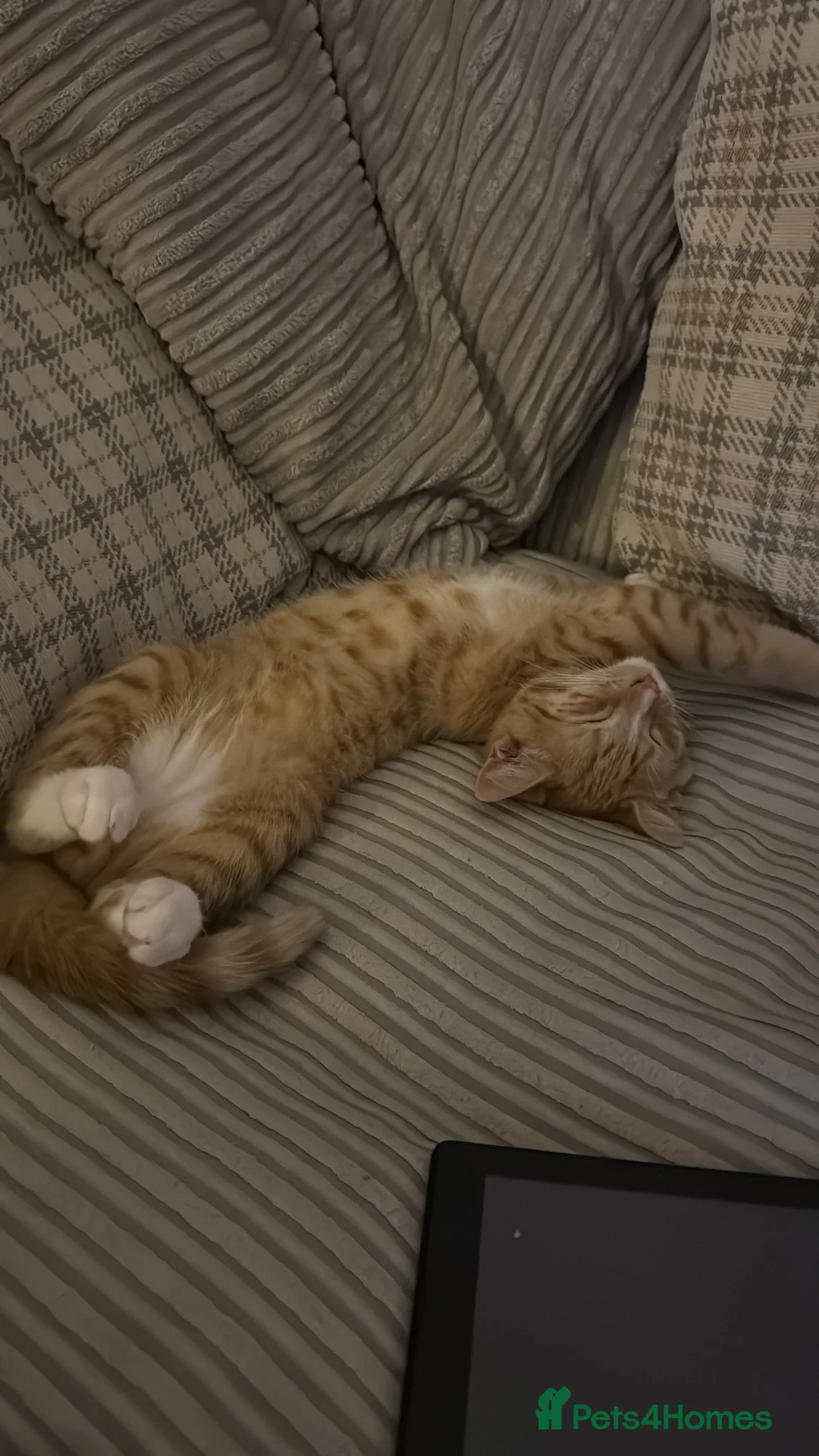 British Shorthair cats for sale: 4 month old Kitten in Kettering - Advert 2