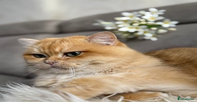 British Shorthair cats - Advert 7