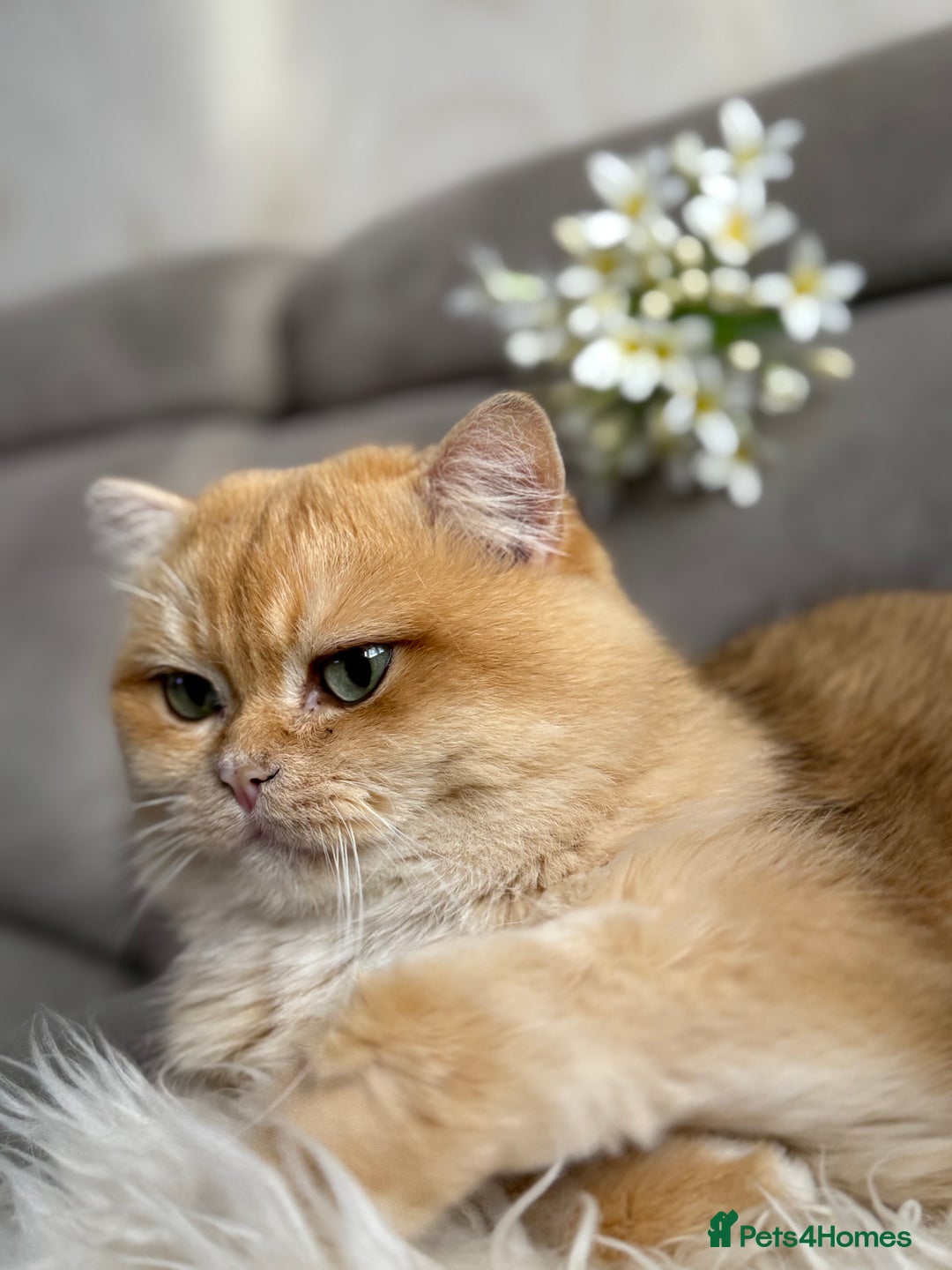 British Shorthair cats for sale: 🌟Adorable Pure BSH 5 kittens 🌟 - Image 2