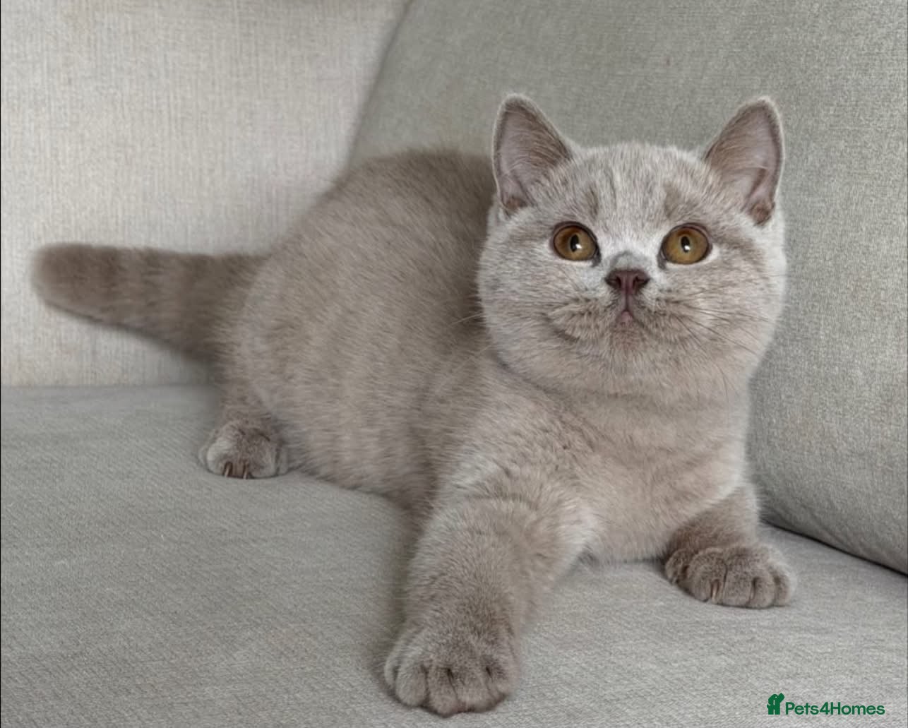 British Shorthair cats Beautiful boy & girl available  - Advert 1