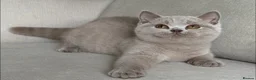 British Shorthair cats for sale: Beautiful boy & girl available  - Advert 1