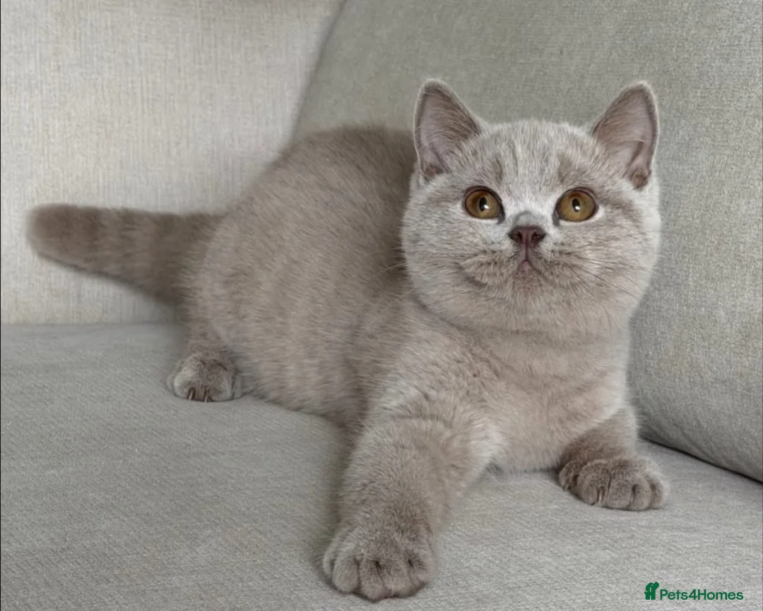 British Shorthair cats for sale: Beautiful boy & girl available  - Advert 1