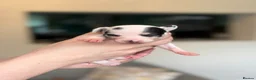 Chihuahua dogs for sale:  mixed colour pearhead and Deerhead chihuahua  - Advert 5