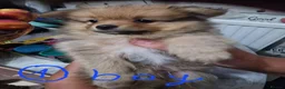 Pomeranian dogs for sale: Pomeranian Purebred(small breed) - Advert 4
