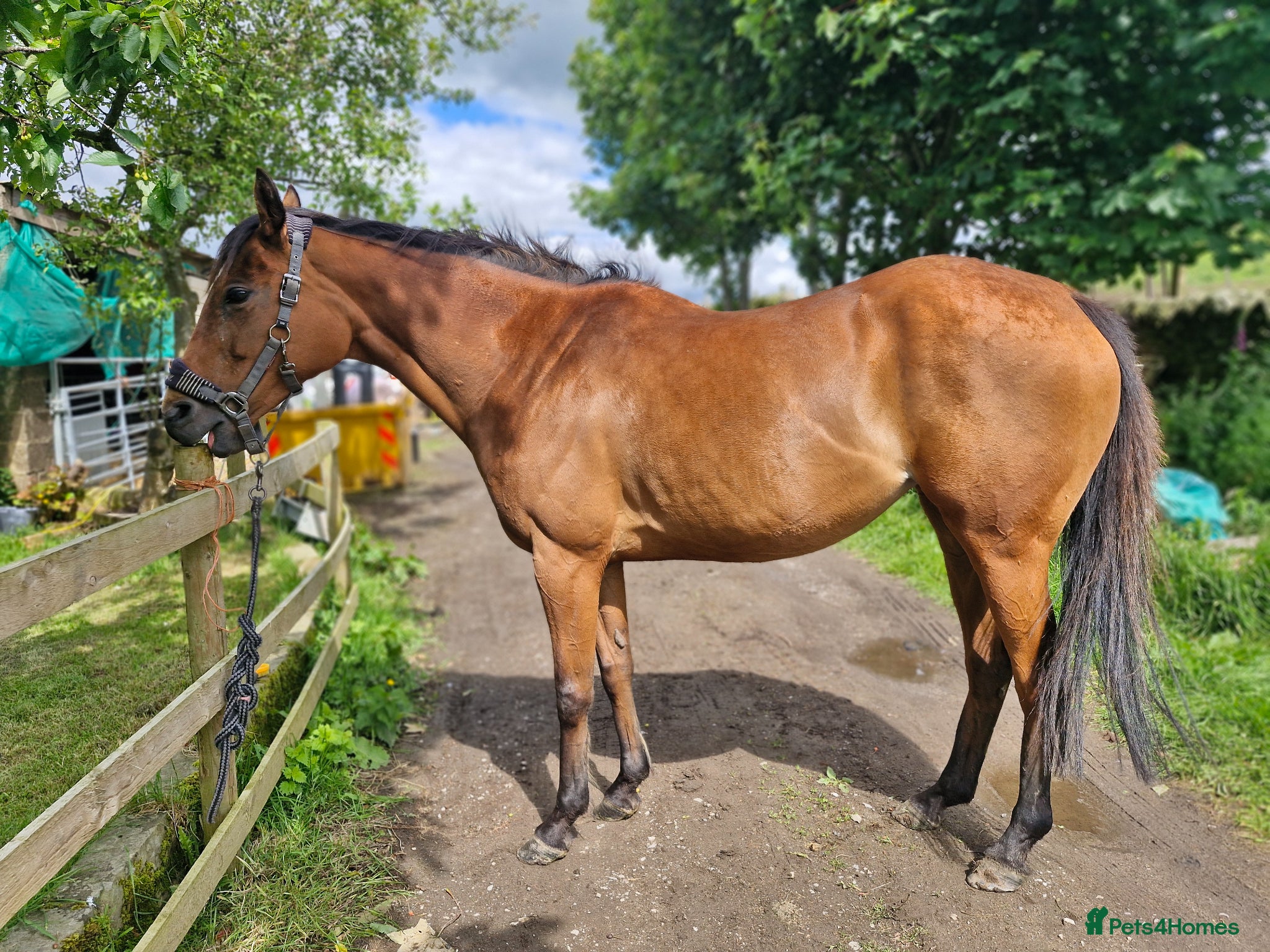 English Thoroughbred horses Stunning Thoroughbred 16.3 bay mare - Advert 2