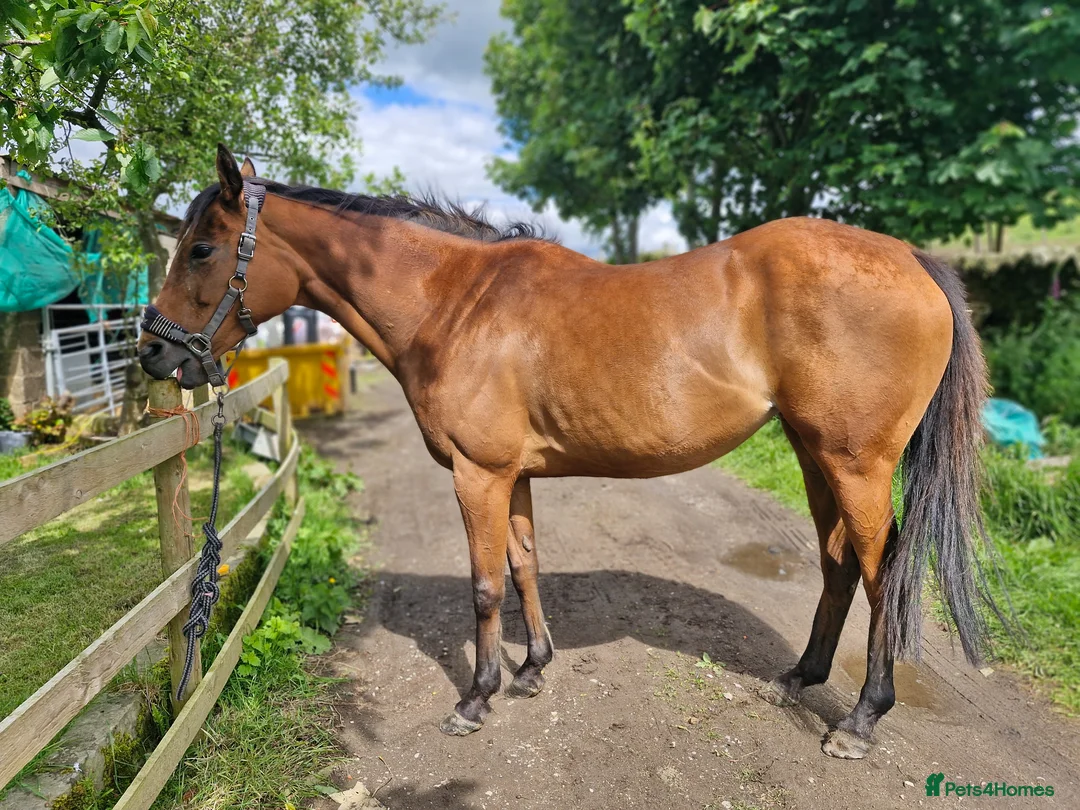 English Thoroughbred horses for sale: Stunning Thoroughbred 16.3 bay mare - Advert 1