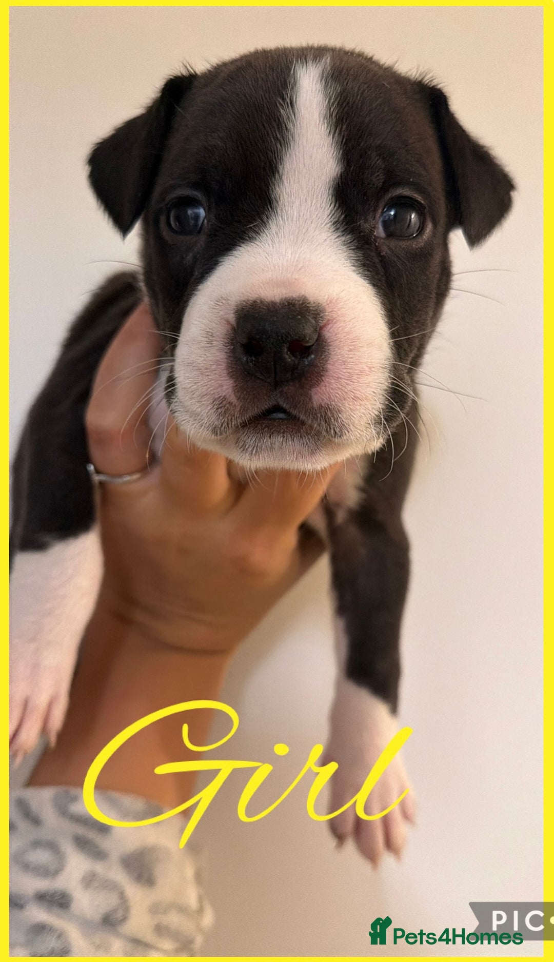 Mixed Breed dogs for sale: American staff mix  - Advert 11