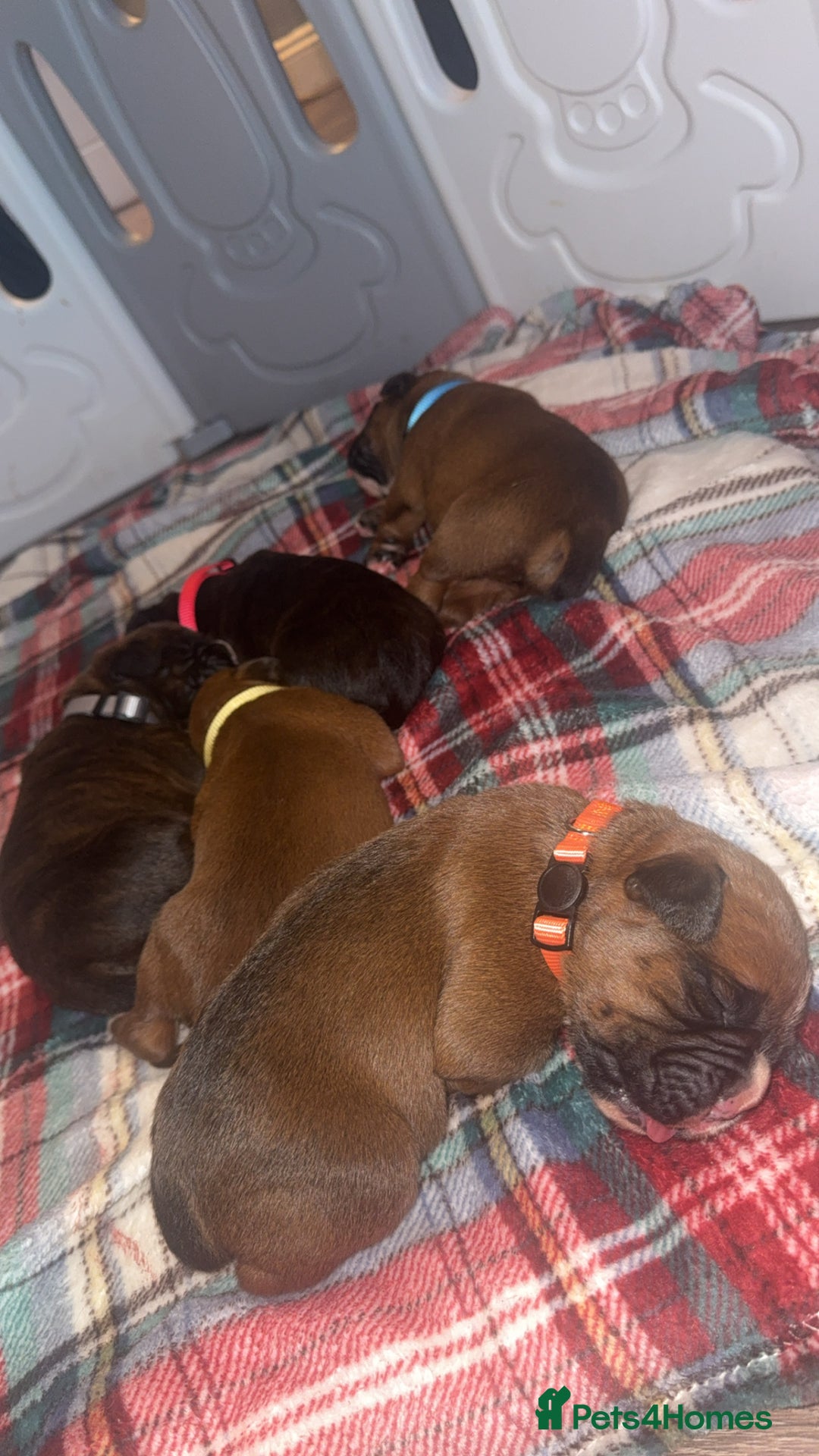 Boxer dogs for sale: Beautiful litter of 6 Pedigree Boxer Puppies  - Advert 3