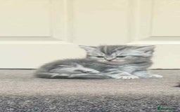 Exotic cats for sale: Kitten - Image 8