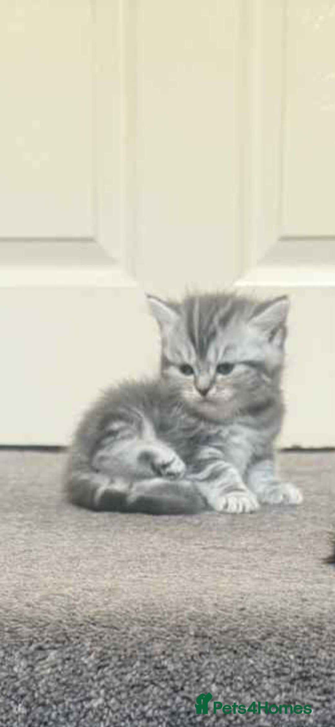 Exotic cats for sale: Kitten - Image 8