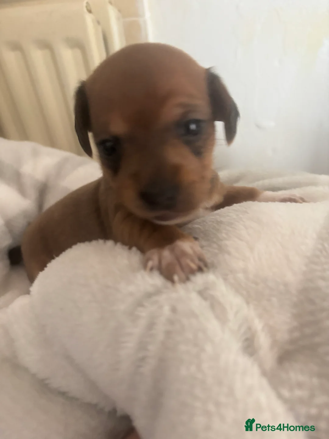 Mixed Breed dogs for sale: Girl & boy  in Nantwich - Advert 2