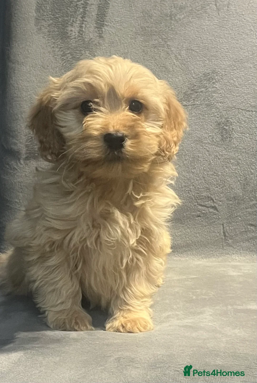 Cockapoo dogs for sale: Beautiful merl Cockpoo puppies  - Advert 25