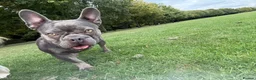 French Bulldog dogs for sale: 2 year old girl French bulldog called Nala  - Advert 2